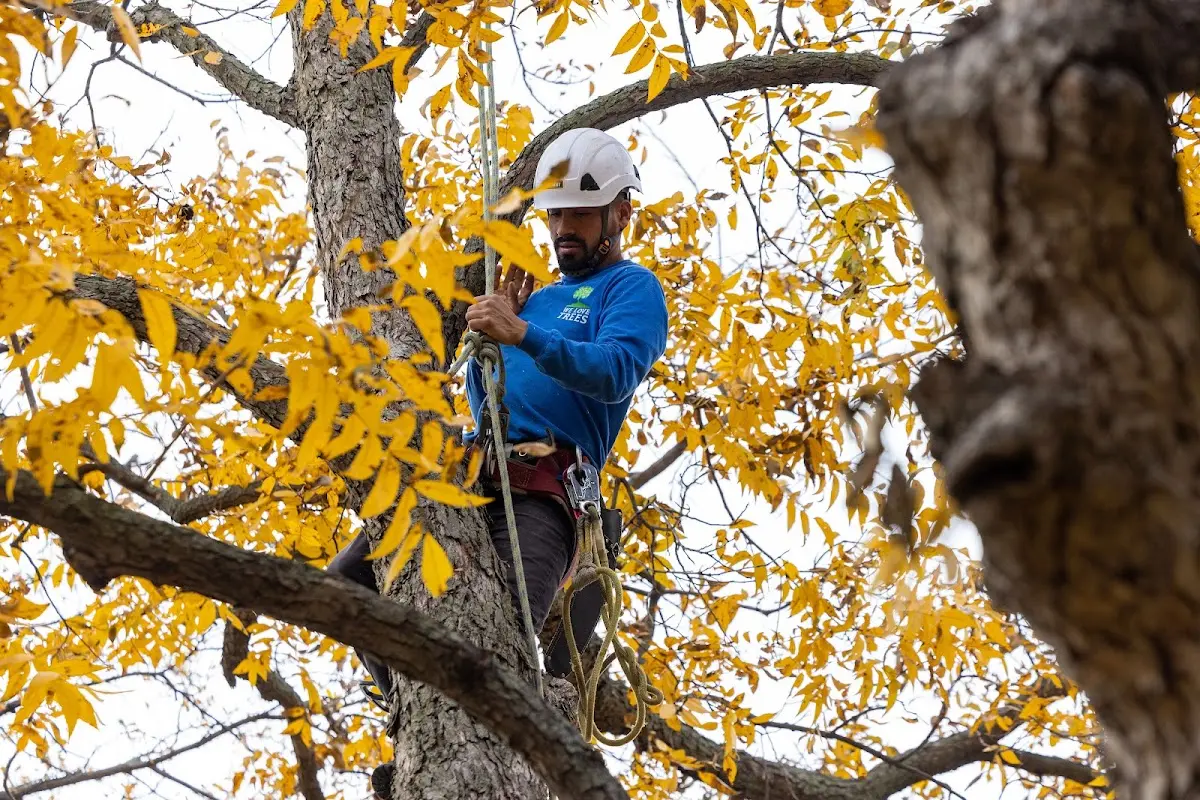 Skilled Storm Damage Cleanup crew working in Snyder